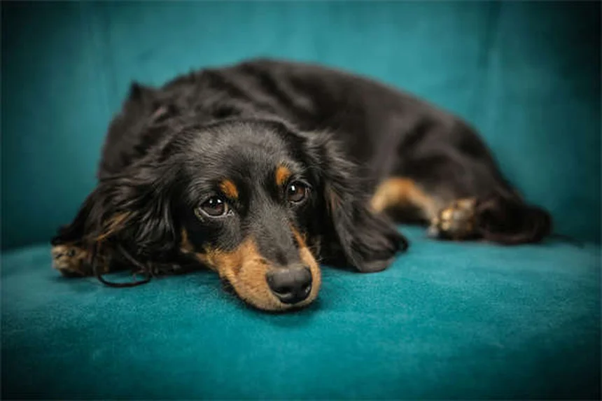 Dog Lethargy: 5 Warning Signs & When to Call Your Vet